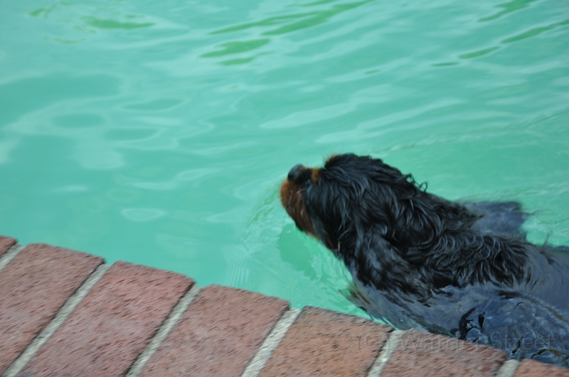 Sampson Swimming 003.jpg